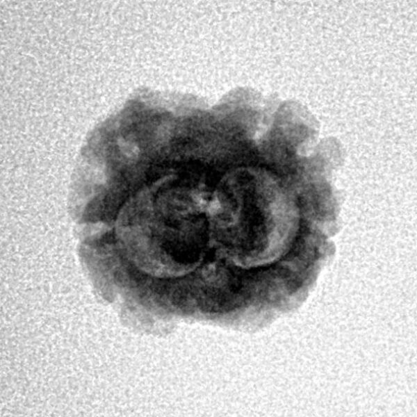 2 Mukhi Rudraksha 24.5mm 1.44gm - Inverse xray