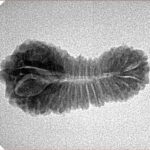 31 Mukhi Rudraksha 25.8mm 1.85gm - Inverse xray