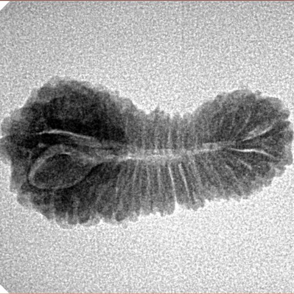 31 Mukhi Rudraksha 25.8mm 1.85gm - Inverse xray