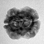 2 Mukhi Rudraksha 22.9mm 1.93gm - Inverse xray