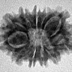 11 Mukhi Rudraksha 21.9mm 2.29gm - Inverse xray