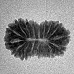 16 Mukhi Rudraksha 19.4mm 1.2gm - Inverse xray