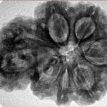 Sawar/Ganesh (6+1) 32.9mm 7.57gm - Inverse xray