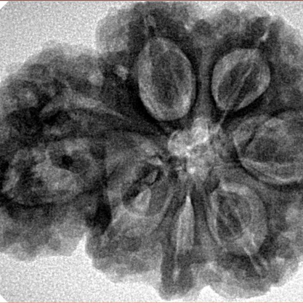 Sawar/Ganesh (6+1) 32.9mm 7.57gm - Inverse xray