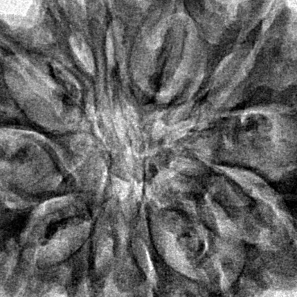 12 Mukhi Rudraksha 33.5mm 6.54gm - Inverse xray