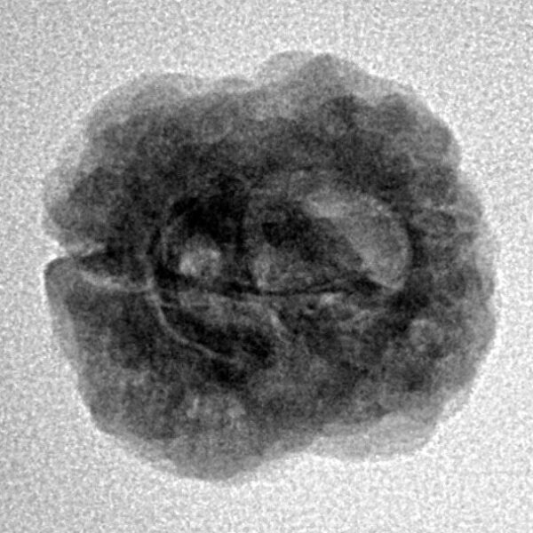 2 Mukhi Rudraksha 22.8mm 2.3gm - Inverse xray