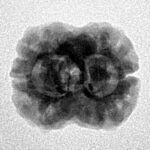 2 Mukhi Rudraksha 24.6mm 2.26gm - Inverse xray