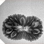 19 Mukhi Rudraksha 23.9mm 2.39gm - Inverse xray