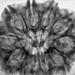 11 Mukhi Rudraksha 32mm 6.15gm - Inverse xray