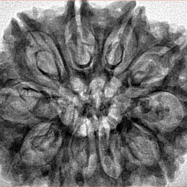 11 Mukhi Rudraksha 32mm 6.15gm - Inverse xray