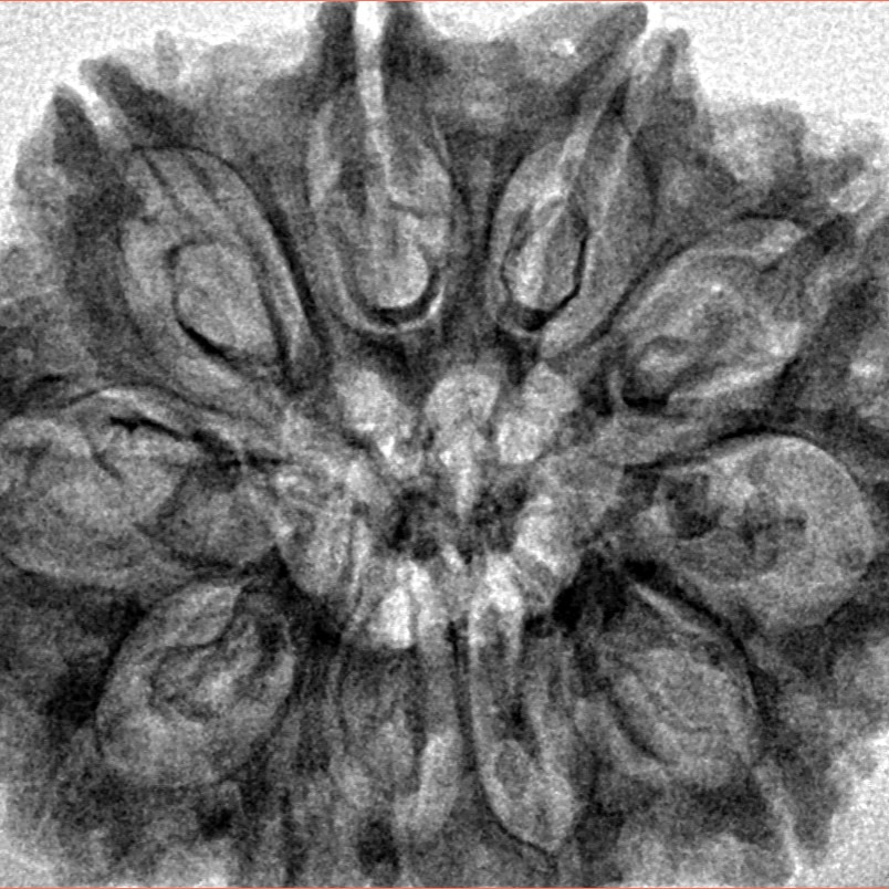 11 Mukhi Rudraksha 32mm 6.15gm - Inverse xray