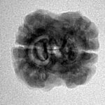 2 Mukhi Rudraksha 21.4mm 2gm - Inverse xray