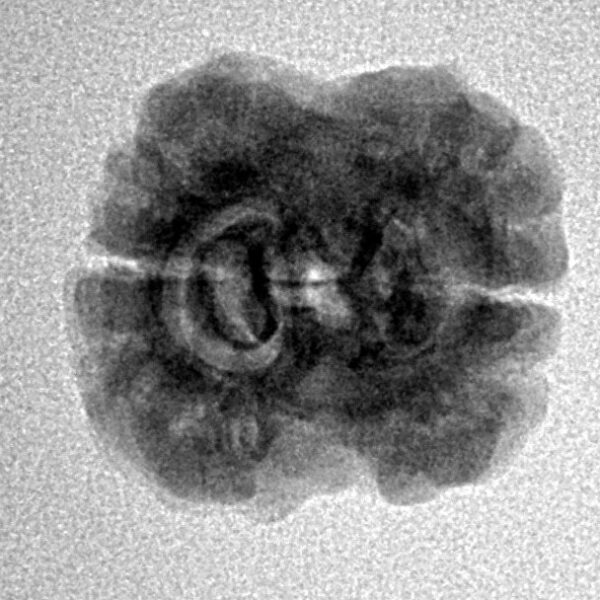 2 Mukhi Rudraksha 21.4mm 2gm - Inverse xray