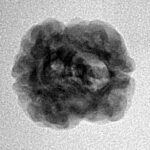 2 Mukhi Rudraksha 20.6mm 1.88gm - Inverse xray