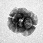 2 Mukhi Rudraksha 21.1mm 1.56gm - Inverse xray