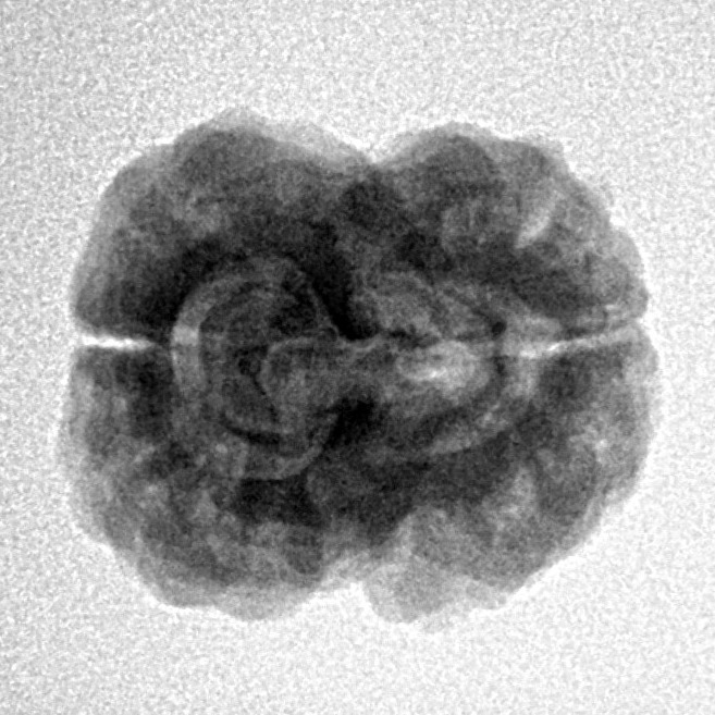 2 Mukhi Rudraksha 23.8mm 2.84gm - Inverse xray