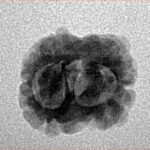 2 Mukhi Rudraksha 18.3mm 1.33gm - Inverse xray