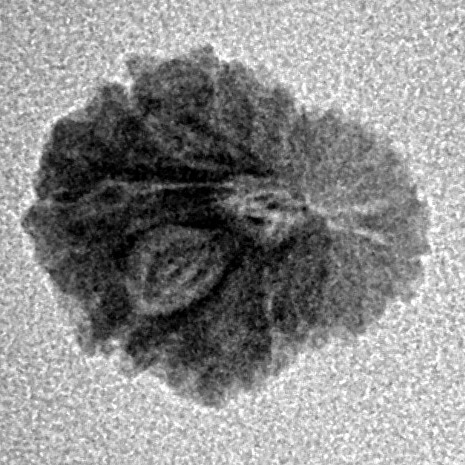 16 Mukhi Rudraksha 13.6mm 0.7gm - Inverse xray