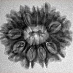 12 Mukhi Rudraksha 24.3mm 3.38gm - Inverse xray