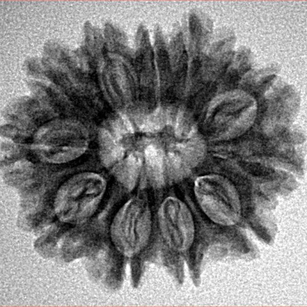12 Mukhi Rudraksha 24.3mm 3.38gm - Inverse xray