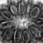 11 Mukhi Rudraksha 34.4mm 9.94gm - Inverse xray