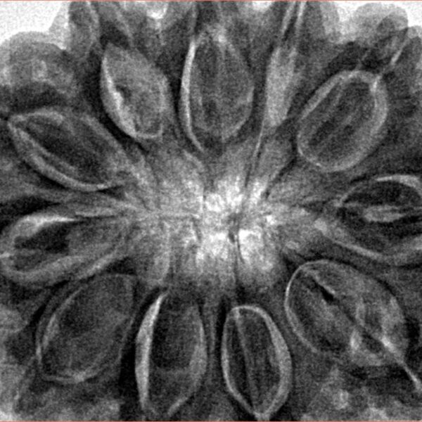 11 Mukhi Rudraksha 34.4mm 9.94gm - Inverse xray