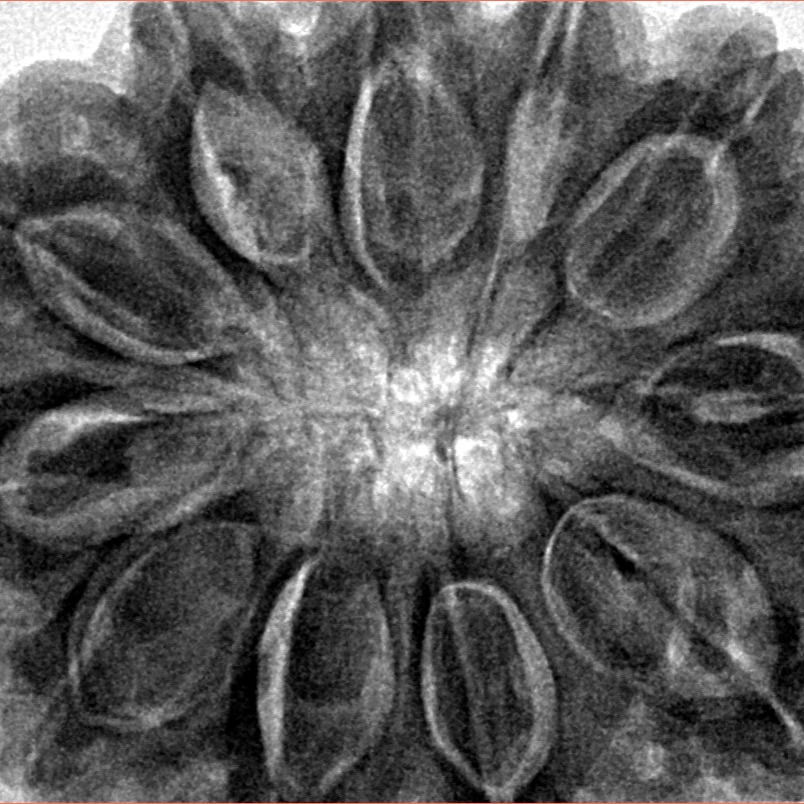 11 Mukhi Rudraksha 34.4mm 9.94gm - Inverse xray