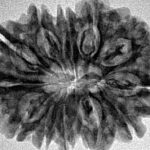 12 Mukhi Rudraksha 29.7mm 4.83gm - Inverse xray