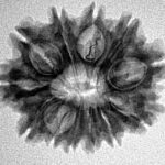 12 Mukhi Rudraksha 24.4mm 3.25gm - Inverse xray