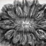 12 Mukhi Rudraksha 36.2mm 8.25gm - Inverse xray