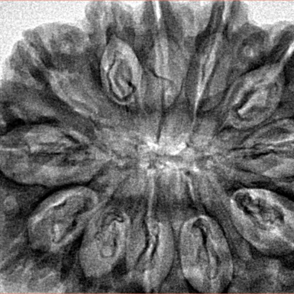 12 Mukhi Rudraksha 36.2mm 8.25gm - Inverse xray