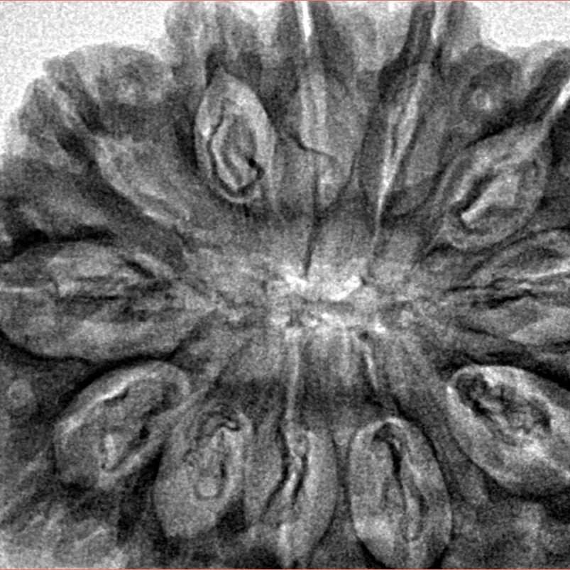 12 Mukhi Rudraksha 36.2mm 8.25gm - Inverse xray