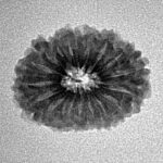 16 Mukhi Rudraksha 20mm 1.73gm - Inverse xray