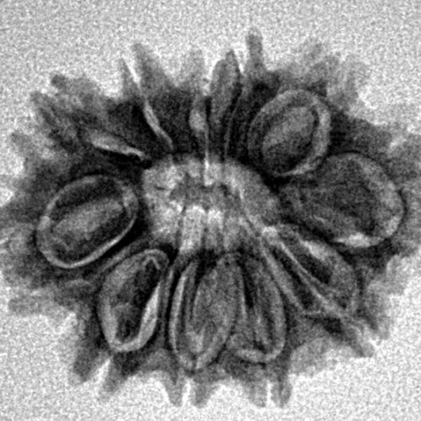 11 Mukhi Rudraksha 23.1mm 2.61gm - Inverse xray