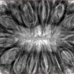 14 Mukhi Rudraksha 40.4mm 12gm - Inverse xray