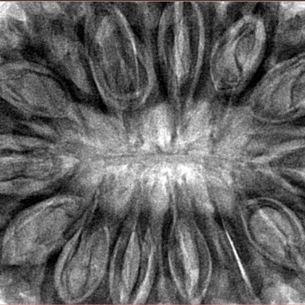 14 Mukhi Rudraksha 40.4mm 12gm - Inverse xray