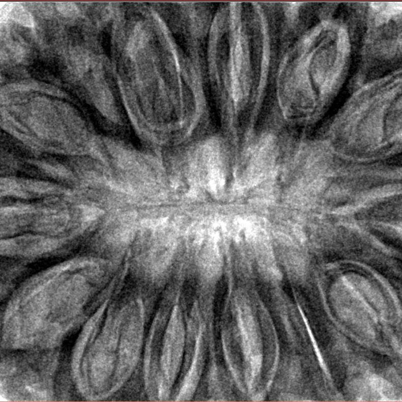 14 Mukhi Rudraksha 40.4mm 12gm - Inverse xray