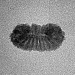 20 Mukhi Rudraksha 16mm 0.42gm - Inverse xray