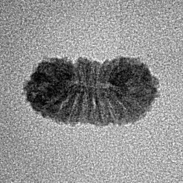 20 Mukhi Rudraksha 16mm 0.42gm - Inverse xray