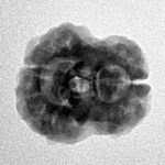 2 Mukhi Rudraksha 22.8mm 2.62gm - Inverse xray