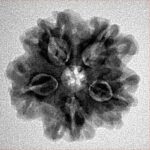 1MK(Underdeveloped) 23.4mm 4gm - Inverse xray