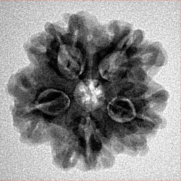 1MK(Underdeveloped) 23.4mm 4gm - Inverse xray