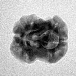 2 Mukhi Rudraksha 21.1mm 1.72gm - Inverse xray