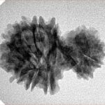 14 Mukhi Garbh Gauri 26.4mm 3gm - Inverse xray