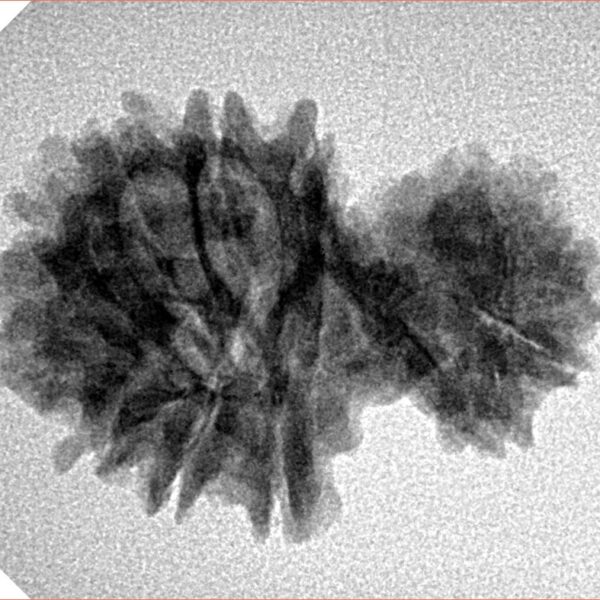 14 Mukhi Garbh Gauri 26.4mm 3gm - Inverse xray