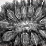 12 Mukhi Rudraksha 37mm 10.13gm - Inverse xray