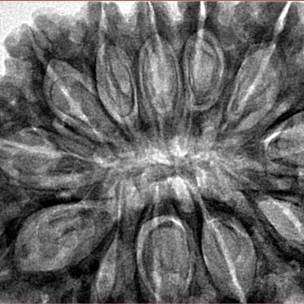 12 Mukhi Rudraksha 37mm 10.13gm - Inverse xray