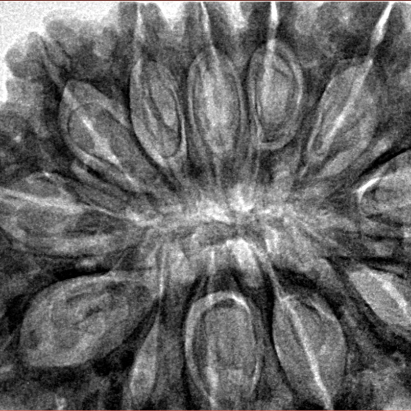 12 Mukhi Rudraksha 37mm 10.13gm - Inverse xray