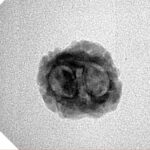 2 Mukhi Rudraksha 20.3mm 1.21gm - Inverse xray