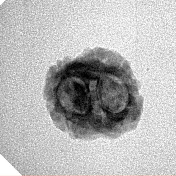 2 Mukhi Rudraksha 20.3mm 1.21gm - Inverse xray